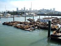 Les otaries de Fisherman's Warf